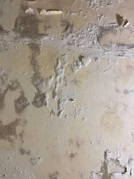 Best Same-Day Mold Removal  in Medina, TN