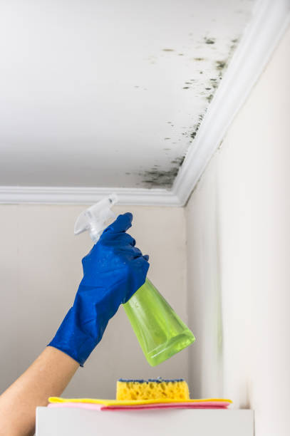 Professional Mold Removal in Medina, TN